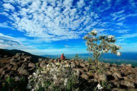 อุทยานแห่งชาติภูหินร่องกล้า