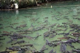 น้ำตกพลิ้ว