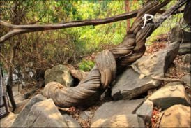 เถาวัลย์ยักษ์