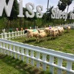 Swiss Sheep Farm5