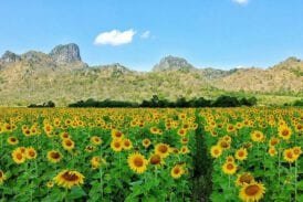 ทุ่งทานตะวัน เขาจีนแล