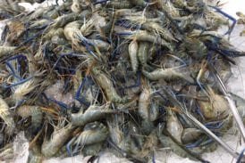 ร้านมังกรซีฟู้ด ประชาสงเคราะห์ 23