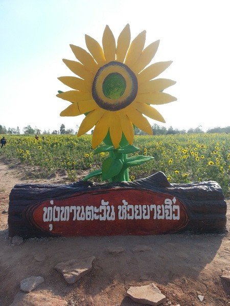 ทุ่งทานตะวัน ห้วยยายจิ๋ว