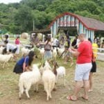 Swiss Sheep Farm4