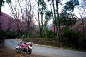 ขุนช่างเคี่ยน ดอกนางพญาเสือโคร่ง