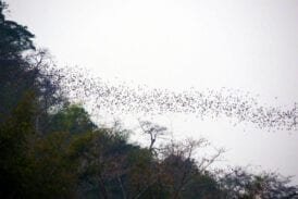 ถ้ำผายา