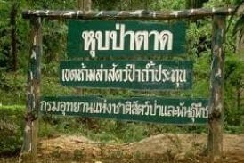 หุบป่าตาด