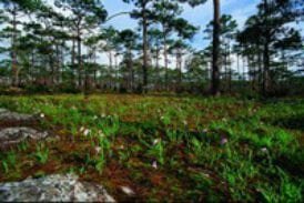 เขตรักษาพันธุ์สัตว์ป่าภูหลวง