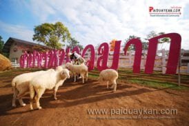 ฟาร์มแกะ Hug You