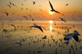 สถานตากอากาศบางปู