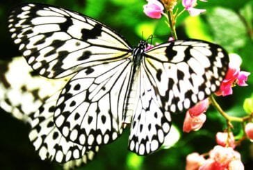 phuket butterfly