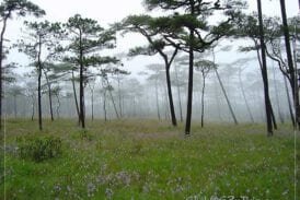 อุทยานแห่งชาติภูสอยดาว พิษณุโลก