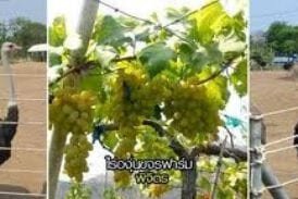 ไร่องุ่นดงเจริญ (ไร่องุ่นขจรฟาร์ม)