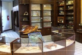 พิพิธภัณฑ์สัตว์น้ำราชมงคล ตรัง (Aquarium)