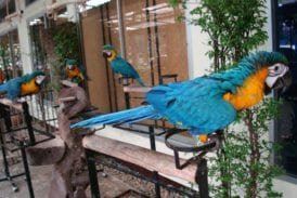 สวนปาล์มฟาร์มนก